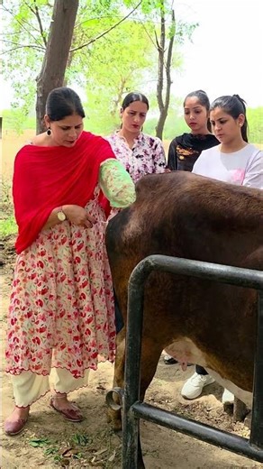 Live Artificial Insemination Training | Dairy traing Institute | Animal Husbandry Skill Program