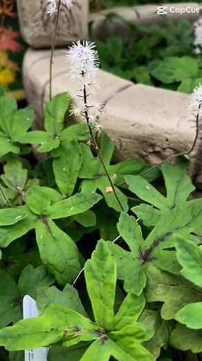 Our Plant Of The Moment: Tiarella 🌸 Herbaceous perennial which flowers in spring and into summer. Gorgeous frothy pink flowers. Ideal for a shady spot in the garden, Tiarella will tolerate even full shade. Likes a nice sheltered spot in a moist but well-drained soil. 😍 About: 🌸 Herbaceous perennial with Heuchera-like leaves 🌸 Beautiful frothy pale pink flowers in spring and into summer 🌸 Ideal for a shady spot in the garden Growing Conditions: 🌸 Part or full shade 🌸 North, east or west fa