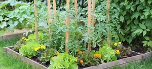 Plant A Vertical Vegetable Garden | DoItYourself.com