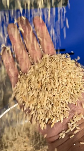 6.6K views · 29 reactions | single phase brown rice milling machine | Backbone machinery | Facebook
