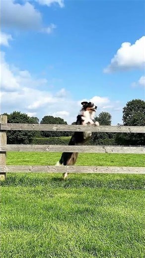 This sheltie is incredible! one jump that amazed everyone! 🐶💥 #animalshorts #ai #dog #funny