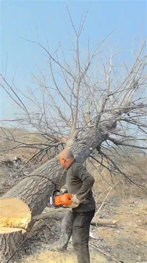 Directional felling is so precise—one cut, perfect landing!Tree falls exactly where aimed