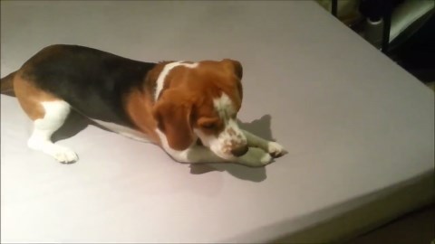An adorable battle between a beagle and a tennis ball
