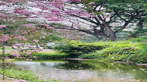 Pink trumpet tree or tabebuia rosea fall from the tree into the river.