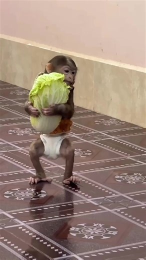 🌿 Little Helper Monkey Carries a Giant Cabbage | BiBi family