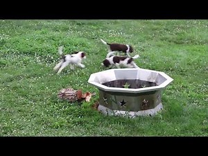 English Springer Spaniel Puppies For Sale