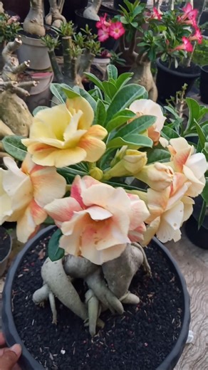 The Beauty of Desert Rose Adenium