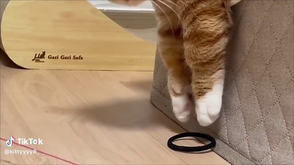 Adorable Cat Meowing Videos You Need to Watch