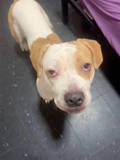 My Dog said you ain’t eat no struggle meal 🐶