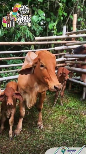 🐄🐎 Nimaima desarrolla la Feria Comercial Ganadera y Equina