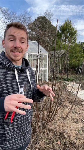 Pruning Fig Tress for size and fruit! ✂️I like to prune my fig trees ... 7336274470648171806 | Stephanie Walcott | Facebook