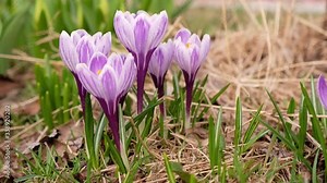 The first snowdrops in early spring, the purple color is growing on the meadow. Spring time First flowers snowdrops, inspiration and awakening
