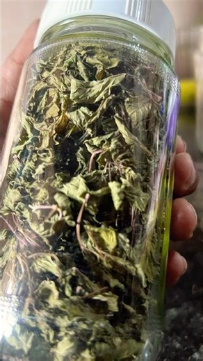 How to store mint Leaves for a long time #mintleaves #food