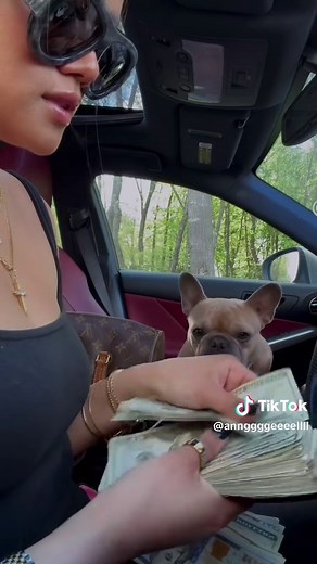 Adorable French Bulldog Puppy on TikTok