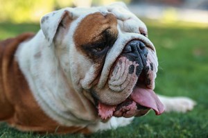 English Bulldog Skin Allergies Home Remedies: 8 Solutions To Try