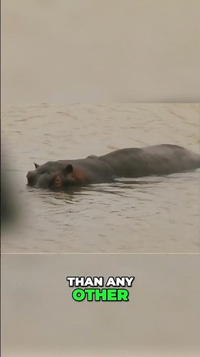Mastering the Lethal Shot Hunting Hippopotamus Survival Guide