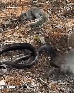 8.1K views · 24 reactions | ⛰ The heroic act of this little chipmunk ☺️ 烙  | Amazing Sea | Facebook