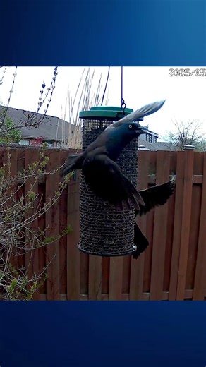 A Grackle Territorial Chirp Call - #shorts