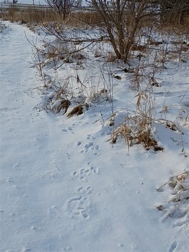 Baby Bunny Tracks #tracks #prints #snow #rabbit #bunny