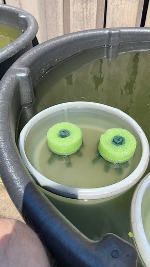 43K views · 1K reactions | Top secret Ricefish assembly line 朗 #medaka #ricefish #koi #fish #dakuaquatics #aquarium #aquariumhobby #fishtank #aquascape #aquariumfish #fish #aqua #aquariumsofinstagram #aquascaping #freshwateraquarium #tropicalfish #fishkeeping #plantedtank #plantedaquarium #glassbox #natureaquarium #freshwater #freshwaterfish #aquascaper #cichlid #aquariumplants #fishy #aquaticplants #fishtanks | Daku Aquatics | Facebook