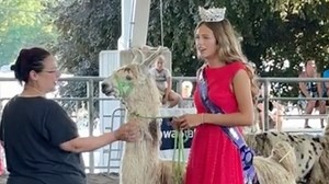 How low can that llama go? The Iowa State Fair's llama limbo contest tried to find out. | The Des Moines Register