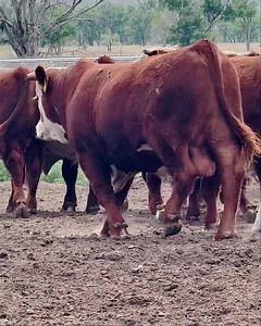 19K views · 651 reactions | 2025 sale bulls doing what they do best! Walking the fence, and swatting flies. This is one of 7 groups of bulls for the 1-20-25 sale. 250 bulls 250 Elite Comm heifers sell Van Newkirk Herefords Oshkosh NE 308-778-6230 vannewkirkherefords .com | Van Newkirk Herefords | Facebook