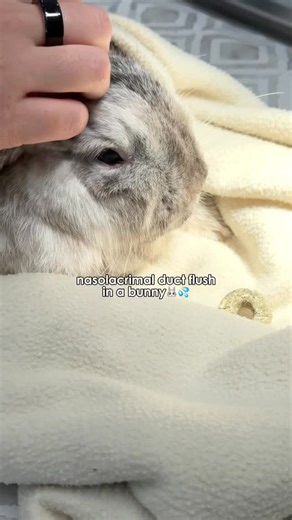 Dr. Sydney Pokard | Veterinarian 🐾 on Instagram: "Rabbits have a delicate tear duct that can become blocked for various reasons (debris, upper respiratory infection, dental disease, etc.). When this happens you might notice: 🐰watery eyes 🐰squinting 🐰redness A nasolacrimal duct flush can help to relieve this blockage, but ultimately the underlying cause needs to be resolved. #rabbitcare #rabbitsofinstagram #rabbitvet #rabbitcommunity #exoticsvet #exoticpets #vetmed #veterinarian #vetpractice 