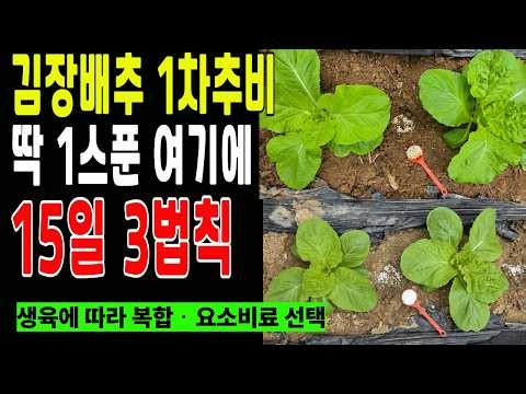 김장배추 15일 3법칙, 정식 후 첫 추비, 요소와 복합비료 이렇게 줍니다