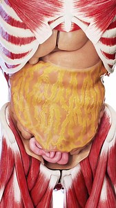 Unlock the secrets of the omentum, the body's abdominal protector 🛡️💫. This fascinating layer of the abdomen plays a crucial role in immune defense and fat storage. Perfect for medical students, researchers, and anyone curious about the lesser-known parts of our anatomy. Our detailed 3D models offer a close-up look at the omentum's structure and function. Dive into the world of abdominal anatomy with us and discover how the omentum keeps your organs safe. #Omentum #AbdominalAnatomy #MedicalEdu