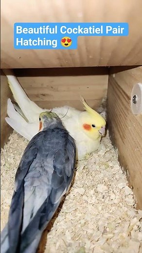 Beautiful Cockatiel Pair Hatching 😍 #cockatiel #cockatielsinging #kukikuki ‪@ParrotsAwesomeness‬