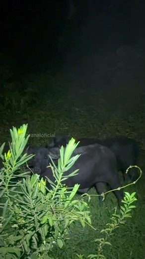 Night Safari: Grande família de búfalos no Pantanal