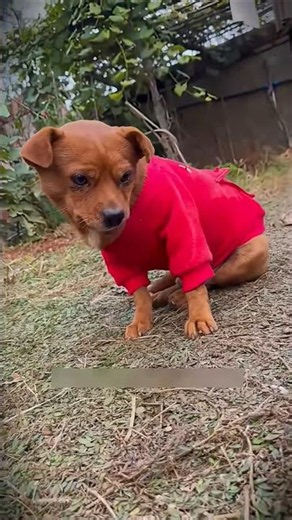 Making milk for my puppy to drink 🥰 #shorts #lovelydog #drinkingwater #eatinganddrinking #animall...