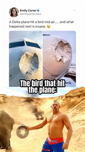 Plane Hits a Bird 🆘