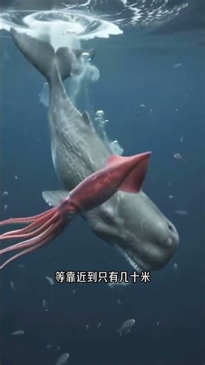 抹香鯨如何在2250米的沈海抓住大王烏賊的？ #動物科普 #烏賊 #抹香鯨