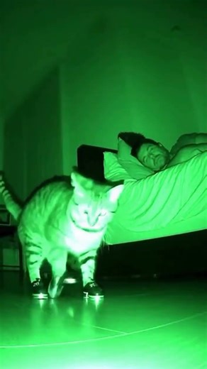 When your CAT gets new TAP shoes 😂 #amazing #cat #funnypets #funny #petvideos #cute #catmemes