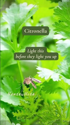 Natural Mosquito Repellent You Already Have at Home