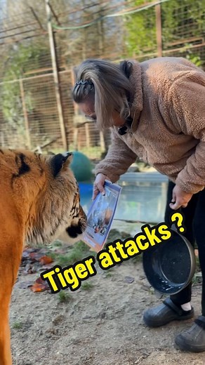 Lions & Tigers | Attila the tiger attacks the cameraman ? #lion #tiger #tigerattack #normandie | Instagram