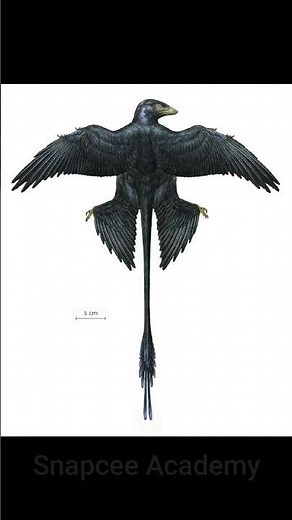 Dinosaur’s Last Meal Revealed! 🦖 Microraptor Fossil Discovery | #shorts