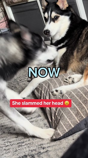 Everyday is husky wrestlemania in this household 🤣