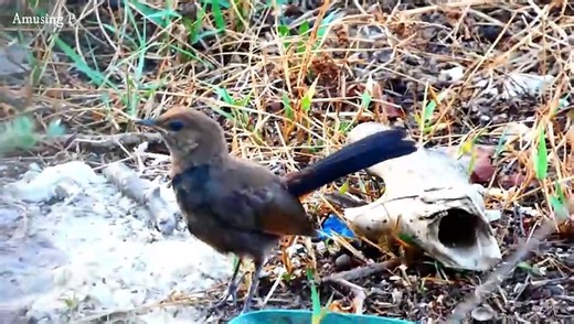 Indian Robin for AP 06 Sep