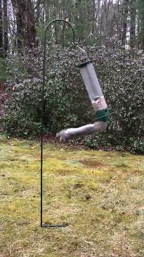 Squirrel Gets Wild Ride On Spinning Bird Feeder