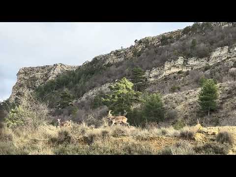 Cabra montés (Capra pyrenaica)