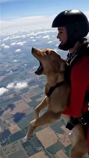 Beauty, bravery & one terrified pup in the sky 🪂🔥 Jumping into the clouds like a true USA thrill