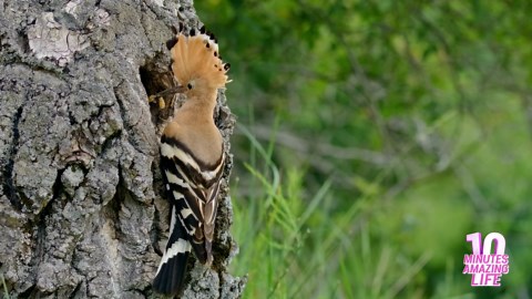 Hoopoe Feeding Its Young at the Nest