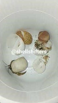 Don’t Blink! This Crab Changes Shells Fast Part 2 #crab #hermitcrabs #hermits #shell