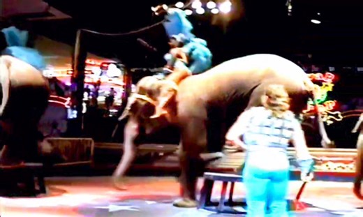 FLASHBACK to the THUNDERBIRD SWAP SHOP Circus For This Awesome ELEPHANT Performance From Back in the Day!!! Who Else LOVED and MISSES the Circus and Drive-In Movies Here?!? SWAP SHOP IS STILL OPEN On Sunrise Blvd in Fort Lauderdale!!! 💝💖😍💯😲🔥🔥🔥❤️🤔 #flashbacksouthflorida | Flashback South Florida - Memories and Memorabilia