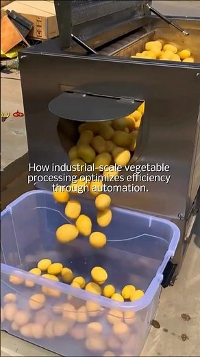 Industrial Vegetable Processing: Automated Brush Peeling and Centrifugal Slicing