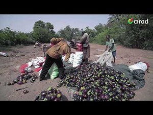 L’agroécologie porte ses fruits au Sénégal