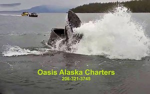 This is such a great video! I can’t wait for summer to get here so we can get back to what we love about Ketchikan, Alaska! We see sights like this and many more, such as orca's surfacing, bald eagles soaring, and of course, we have great fishing being located in the “Salmon Capital of the World"! Planning a trip to Alaska? Learn more about Ketchikan here: https://www.oasisalaskacharters.com/ #whales #alaska #wildlife #outdoors #alaskafishing #ketchikan Location: https://goo.gl/maps/tWz1GiH8dsq 