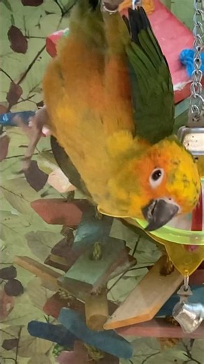 Why this bird chose to dance on the ceiling
